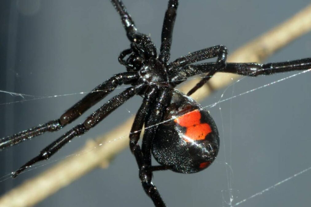 Plantas que ajudam a repelir aranhas marrons e viúvas negra