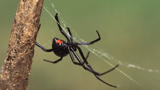 Plantas que ajudam a repelir aranhas marrons e viúvas negra