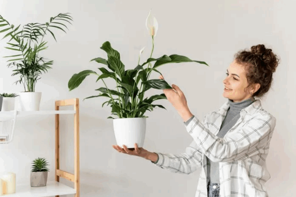Conheça as plantas resistentes para manter sua casa verde ano todo