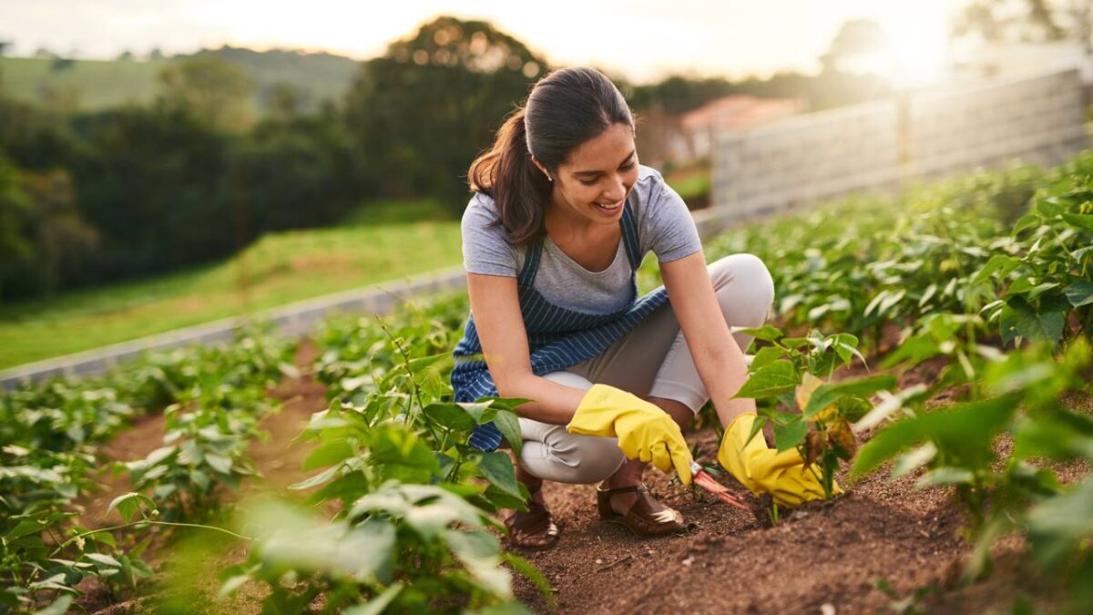 Plante em setembro: árvores que dão frutas