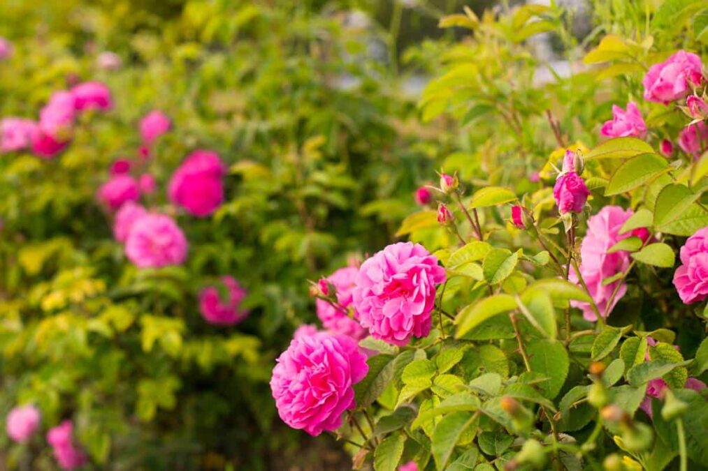 Proteja suas flores dos fungos com uma solução natural