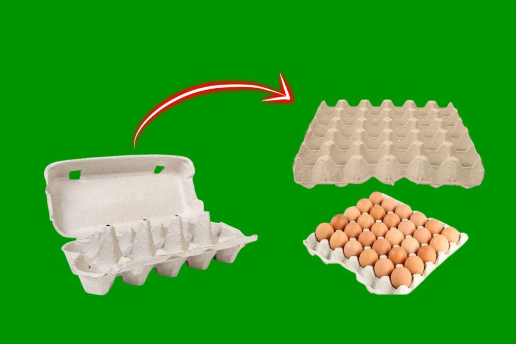 Quem tem uma caixa de ovos tem um tesouro: nunca mais vai jogar fora