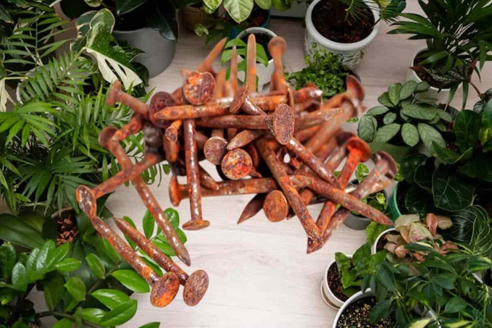 Como usar pregos enferrujados para cuidar das plantas