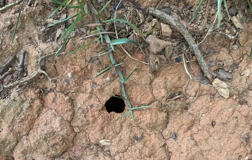 Se você encontrar esse buraco no quintal, pode ser sinal de cobra por perto