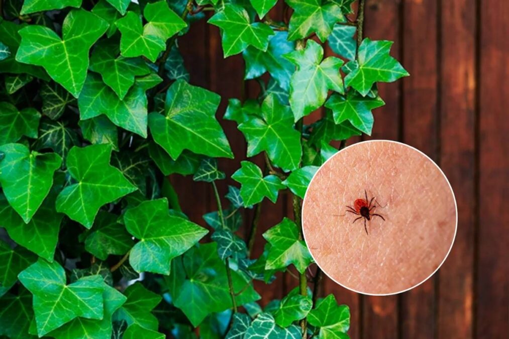 Se você quer manter os carrapatos longe do seu jardim, evite cultivar essas 4 plantas