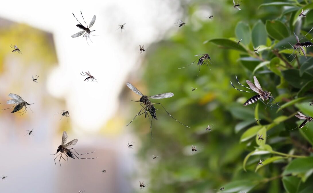Um arbusto resistente ao sol pode ser a solução natural para afastar mosquitos e proteger sua casa o ano todo.