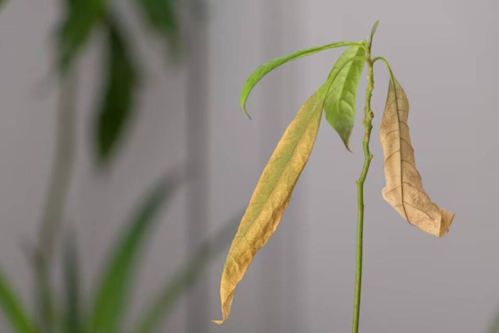 Soluções naturais para plantas fracas