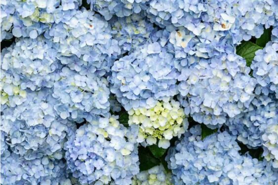 Conheça a planta que atrai solidão, segundo o Feng Shui