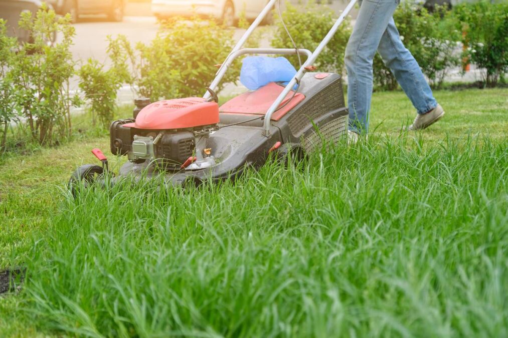 a regra que deixa a grama mais grossa
