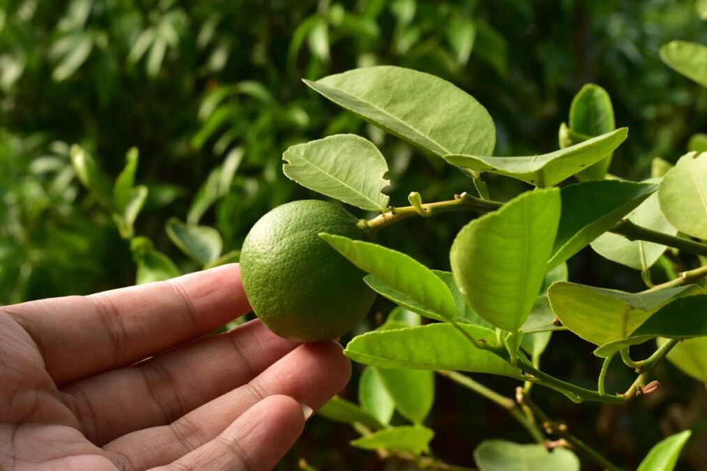 arvore frutifera limoeiro