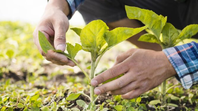 homem cuidando da planta