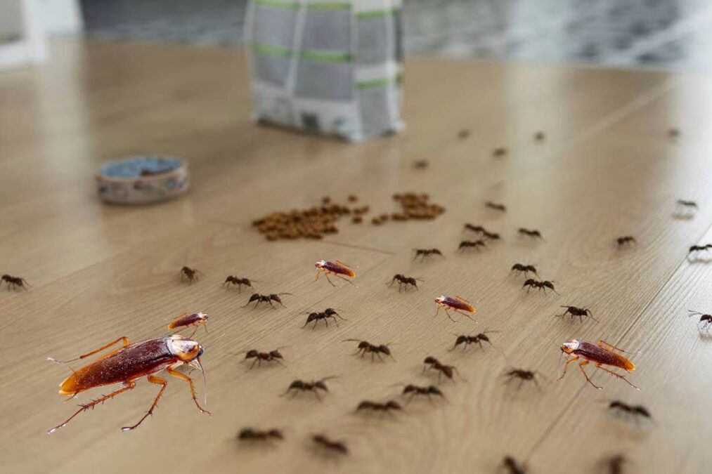 As 6 plantas que funcionam como repelente natural contra pragas de formigas e baratas