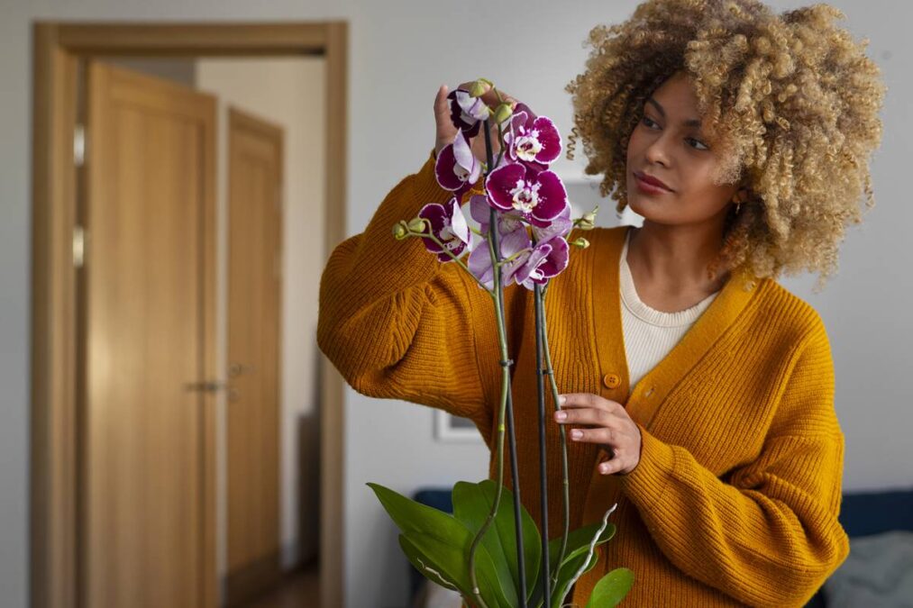 Esse ingrediente usado para fazer bolo fará suas orquídeas florescerem rapidamente