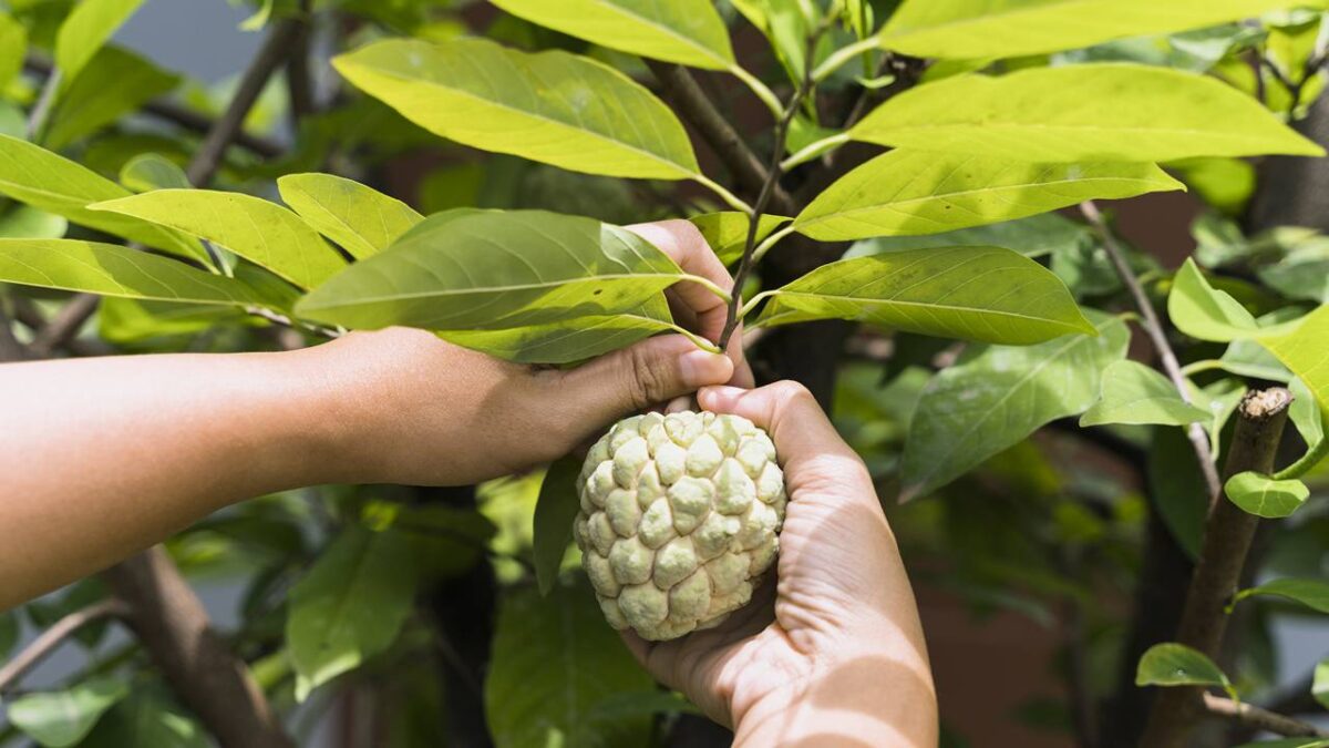 pessoa retirando uma graviola