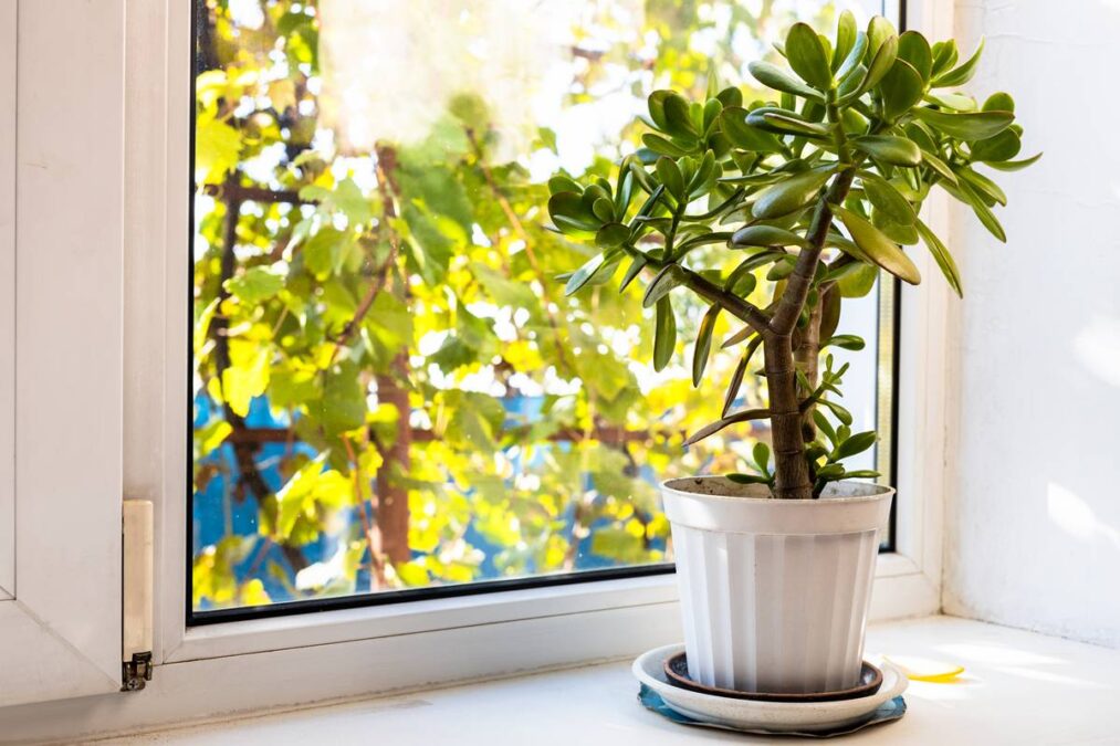 planta que as moscas odeiam