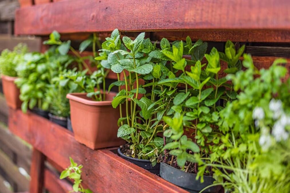 Adeus moscas: estas 13 plantas as repelem com estilo e sem a necessidade de inseticidas