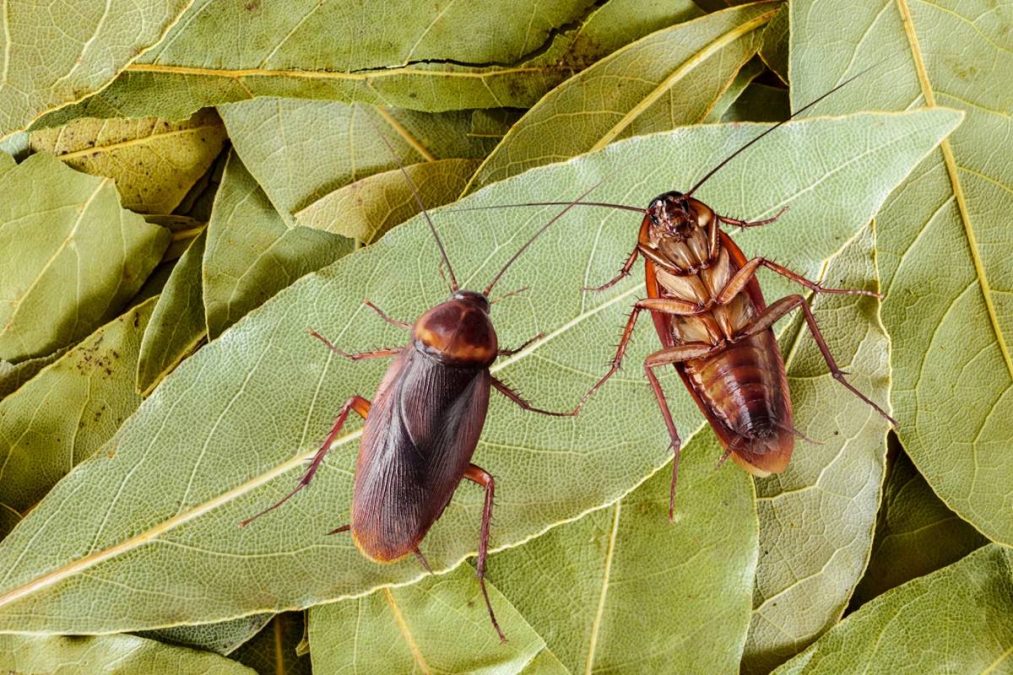 Folha de louro espanta baratas