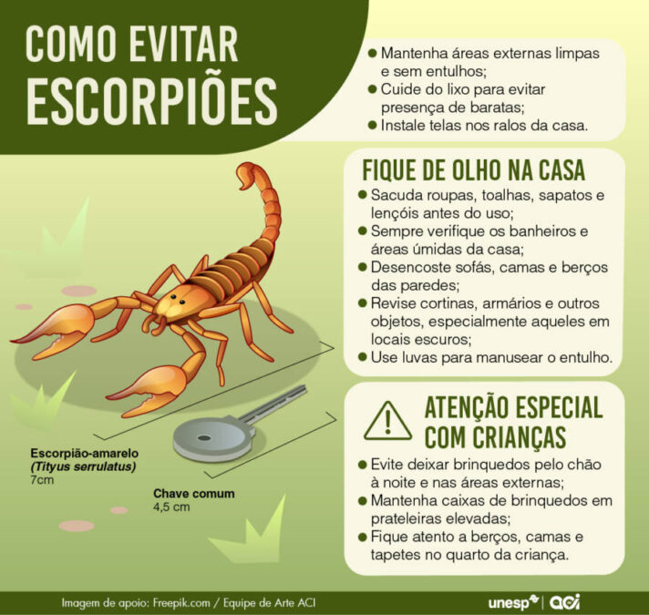 Butantan lista 12 truques simples para manter escorpiões longe da sua casa