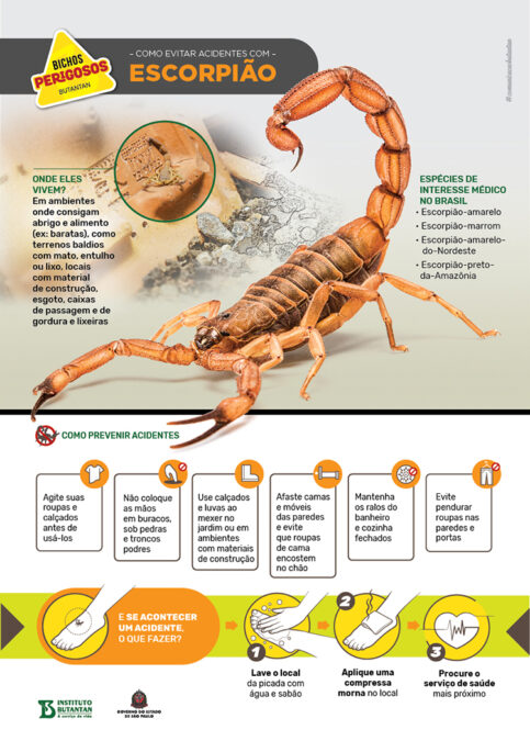 Card com informações sobre escorpiao