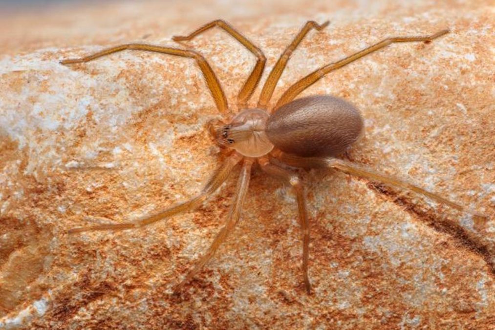 Três plantas que você deve colocar nas janelas e cantos para espantar a aranha roxa mortal
