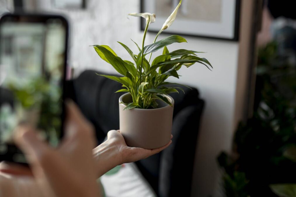 Plantas que não devem ser colocadas na entrada da casa porque atraem energias ruins, segundo o Feng Shui
