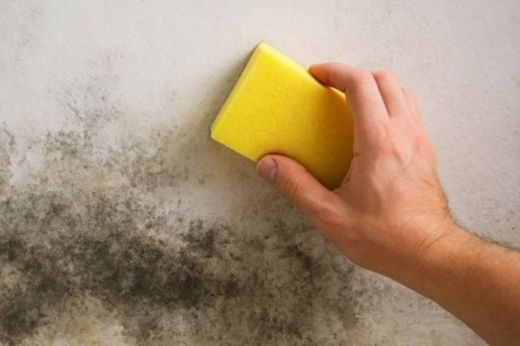 Por que usar água sanitária para acabar com o mofo nas paredes