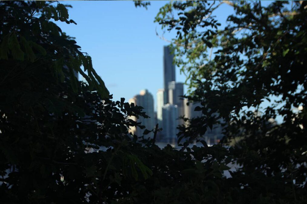 Salvador aprova lei que pode acabar com as poucas árvores que ainda existem na cidade