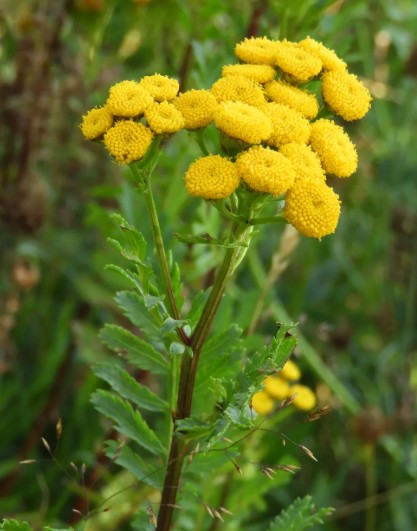 Tanaceto para espantar escorpiões