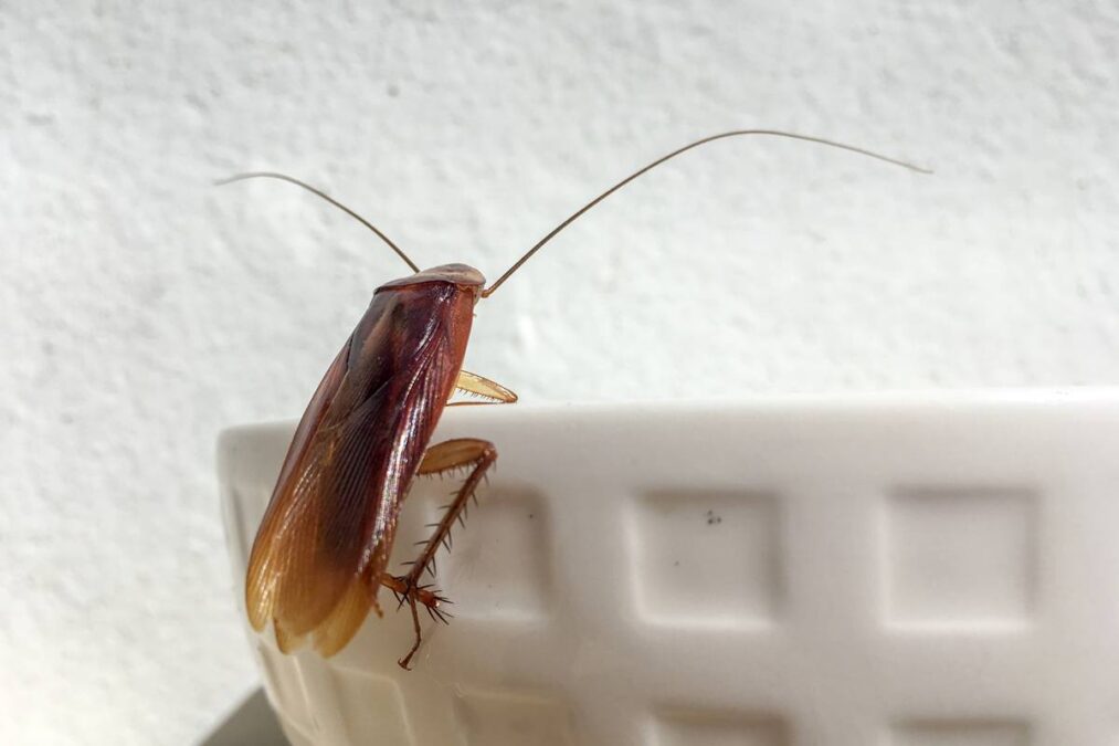 O único tempero em sua casa que pode acabar com as baratas em minutos