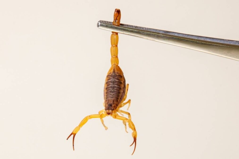 ESCORPIÃO Amarelo pendurado: As datas que vão a sua casa