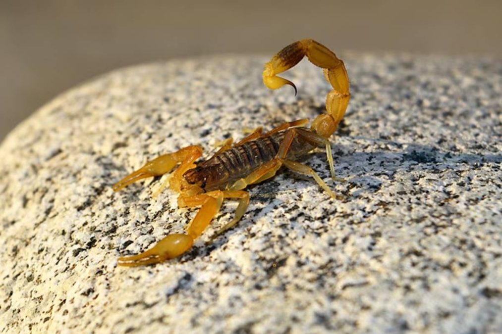 escorpião amarelo aparecem e estas são as 5 plantas que ajudam a espantar