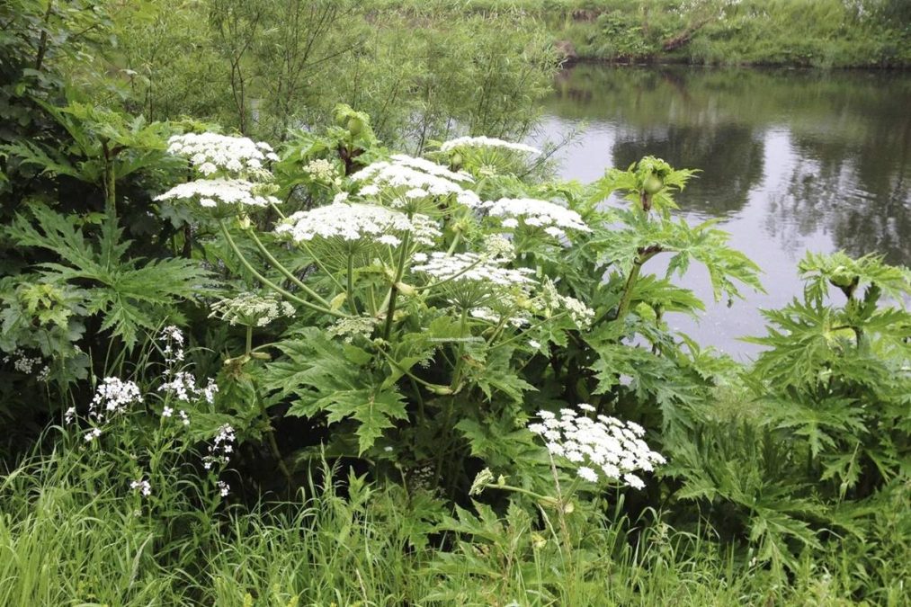 erva que pode deixar pessoa cega na beira do lago