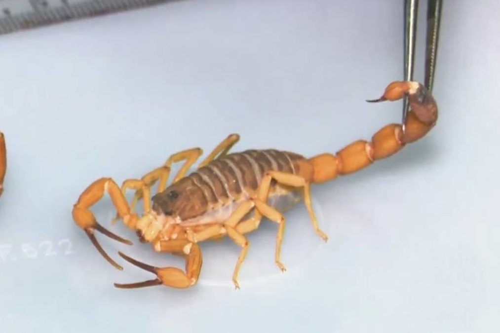 escorpião amarelo - Escorpiões em casa