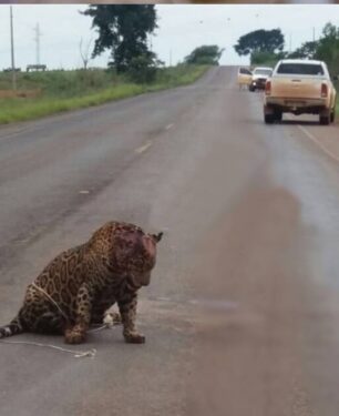 uma onça-pintada foi atropelada na BA-093