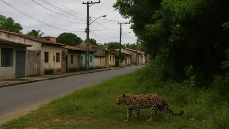 Onça próxima de casa