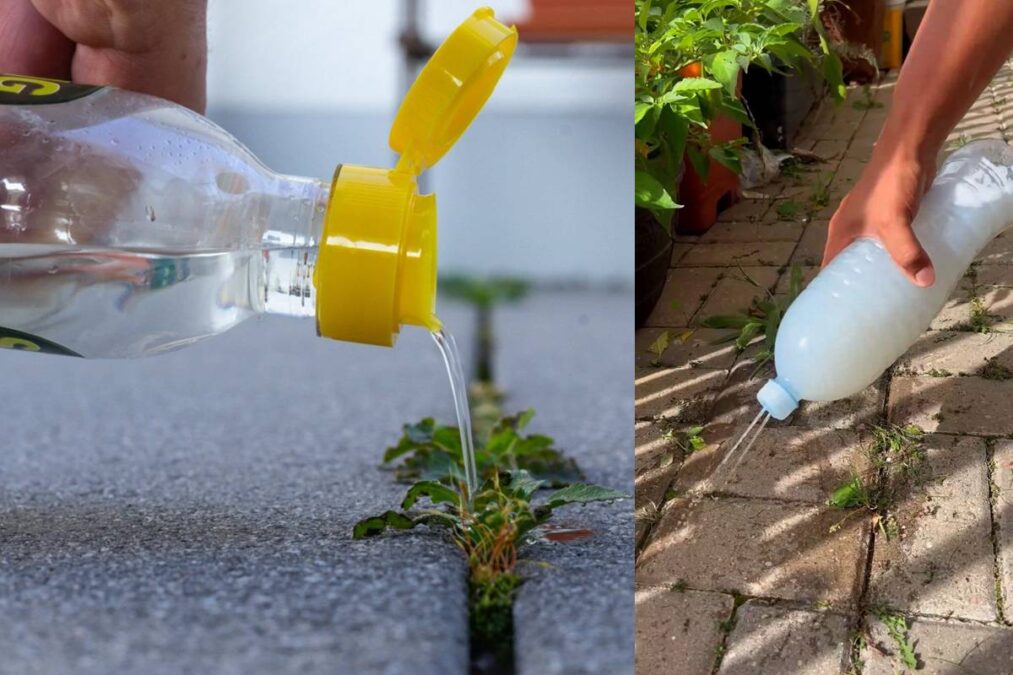 Diga adeus as Ervas Daninhas da sua calçada ou jardim