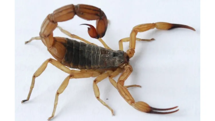 Escorpião-amarelo (Tityus serrulatus)