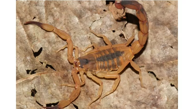 Escorpião-amarelo-do-Nordeste