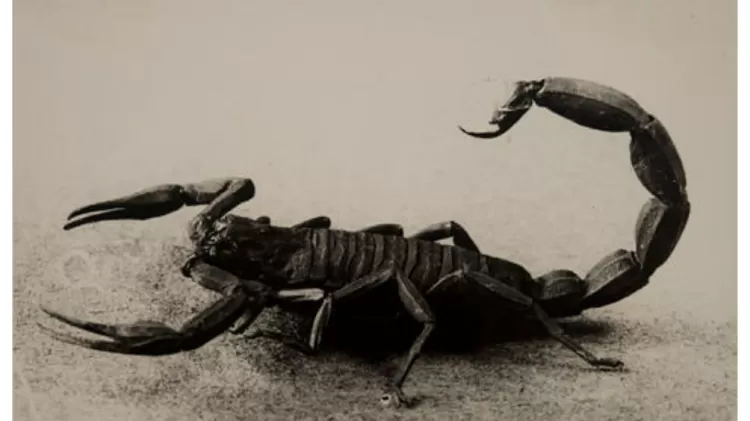 Escorpião-marrom (Tityus bahiensis)