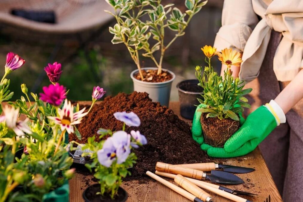 planta proibida em toda a Europa
