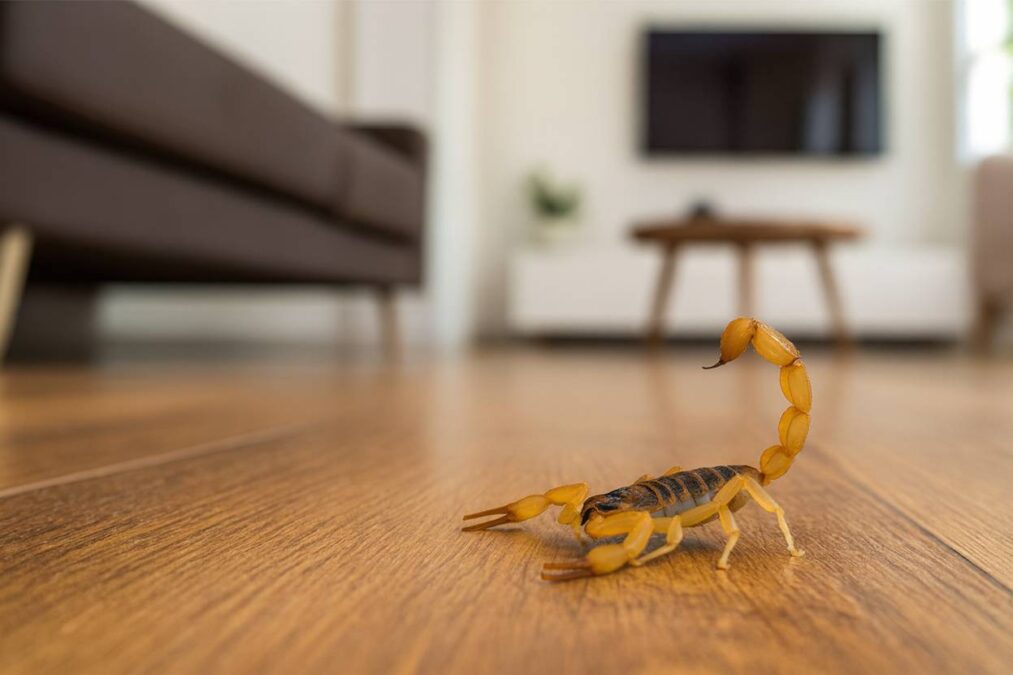 Escorpiões amarelos em casa