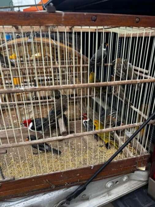 Resgate de 55 aves no Mercado Municipal de Simões Filho