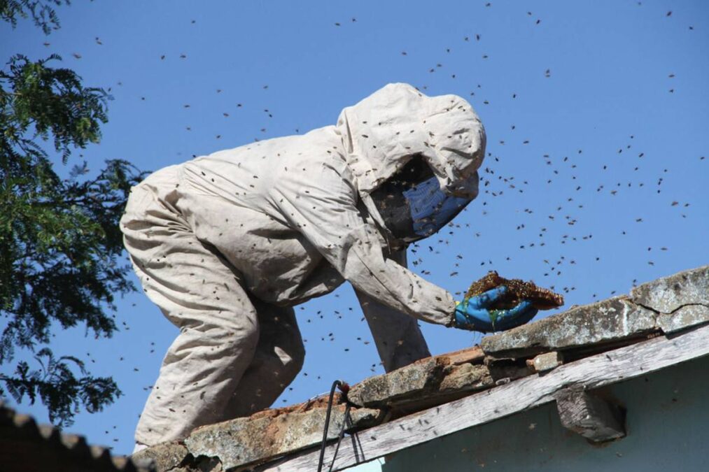 Defesa Civil Abelhas