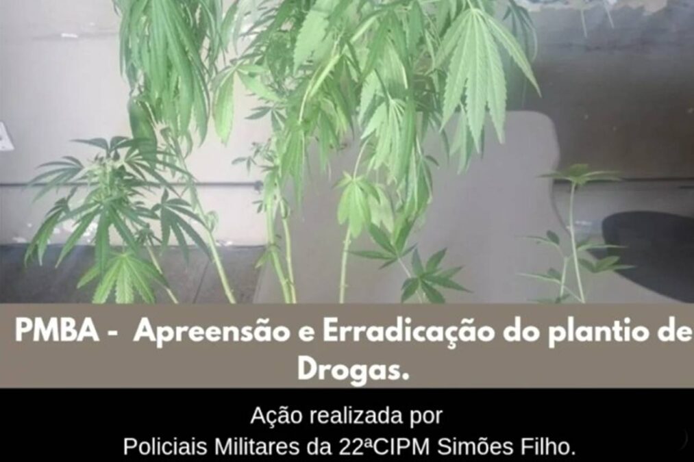 PM encontra plantação de maconha em bairro de Simões Filho