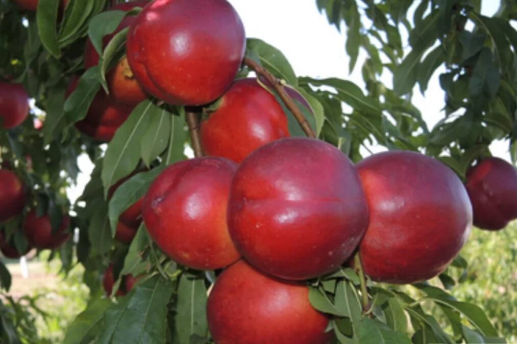 Plantar essa fruta vermelha pode gerar multa de mais de R$ 1 milhão