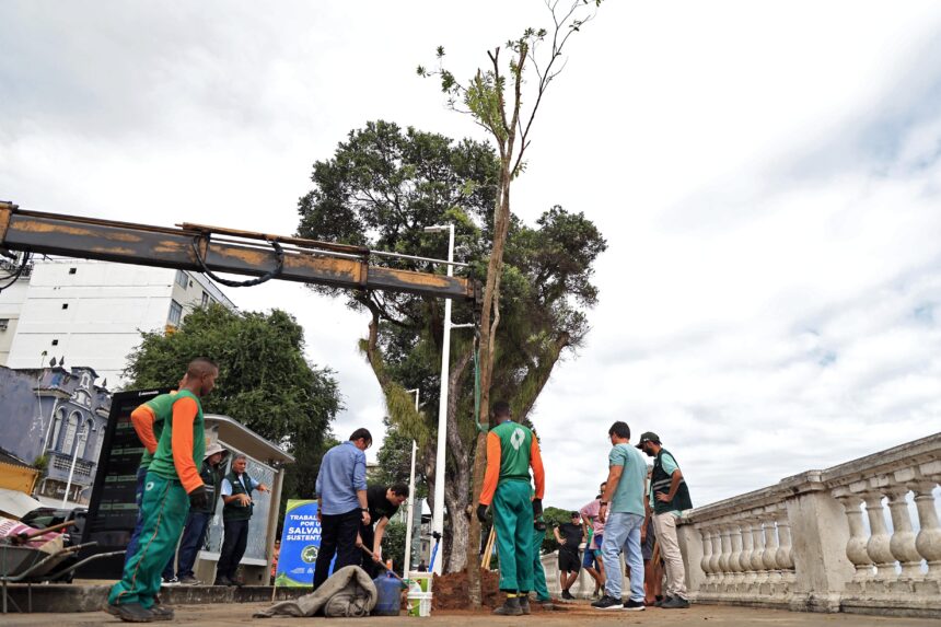 Prefeitura amplia arborização urbana com plantio de mudas em salvador 1 Prefeitura amplia arborização urbana com plantio de mudas em salvador