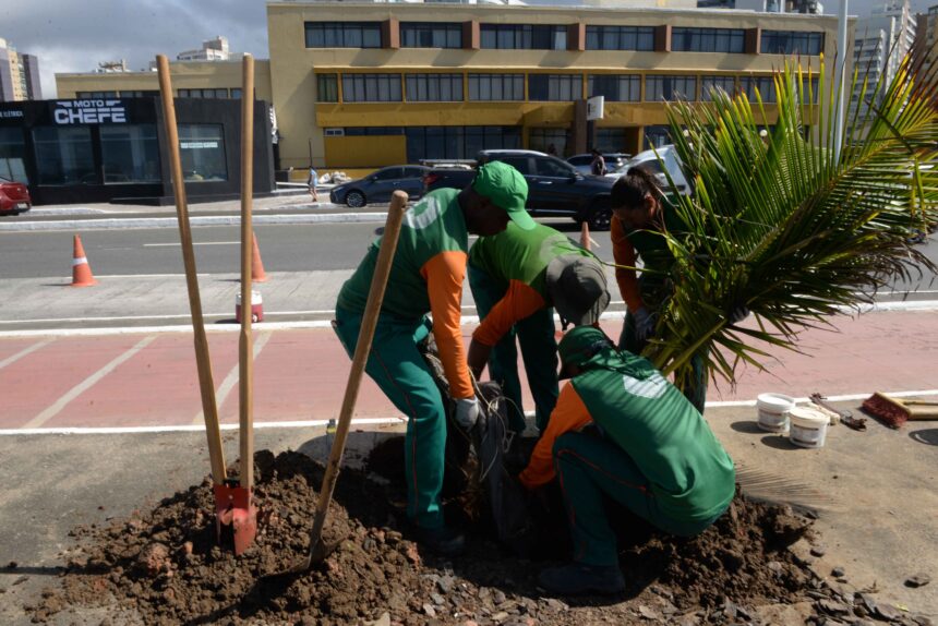 Prefeitura inicia plantio de coqueiros em áreas da orla em salvador